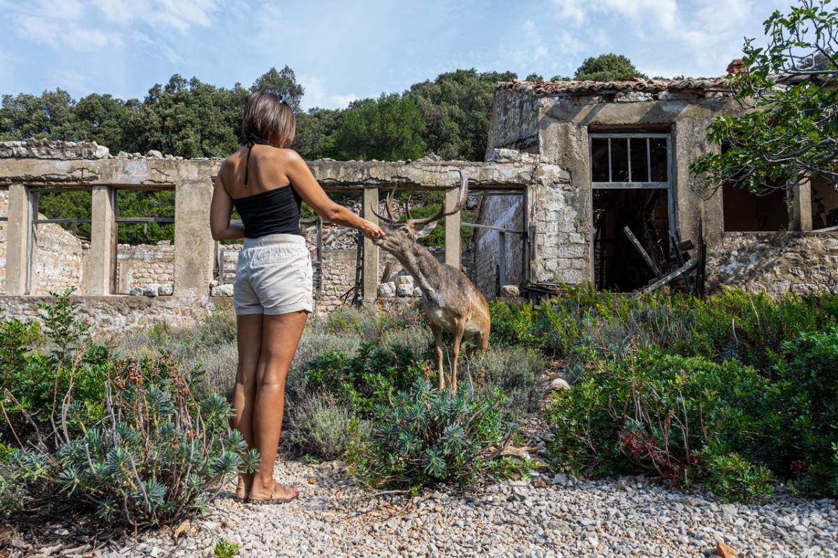 Dai da mangiare ai daini sull'isola di San Gregorio